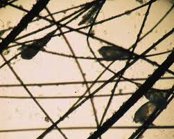 Image result for what do Cheyletiella look like in dog fur