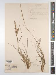 Image result for Hemarthria