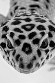 Black And White Lizard In South Carolina Hello There With Images Animals Beautiful Cute Reptiles