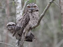 What is the habitat of the tawny frogmouth? Tawny Frogmouths A Master Of Disguise Land For Wildlife