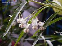 Image result for Strophanthus nicholsonii