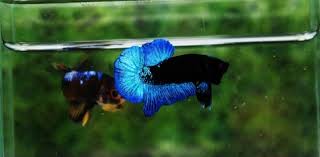 Ikan ini mempunyai bentuk dan karakter yang unik dan cenderung agresif dalam mempertahankan. Informasi Ikan Hias Air Tawar Dan Laut Ikanhiasku Net