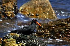 Big 5 Sea Safari In Walker Bay From Gansbaai 2021 Cape Town