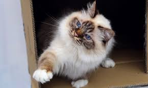 Chocolate Tabby Point Birman Cat Cats Tabby