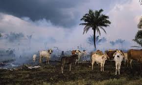 Cattle In The Amazon Rainforest Animals Animal Agriculture Wildlife
