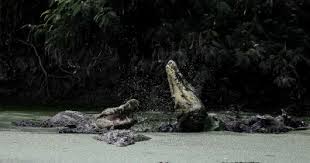 Mudah, nyaman dan bebas komisi transaksi. Penangkaran Buaya Asam Kumbang Berwisata Sambil Belajar Tentang Buaya Tempat Me