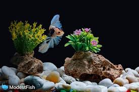 Known for their vivid colors and spectacular fins, bettas deserve a quality home. Beginners Guide How To Set Up A Betta Fish Tank Infographic Included