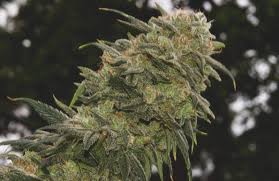 Die frucht wird 2 bis 3 zoll groß sein. Blutephase Ernte Timing Ertragsmaximierung Grow Magazin