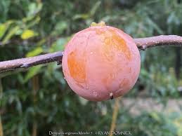 Image result for Diospyros mafiensis