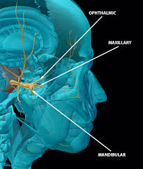 Maybe you would like to learn more about one of these? You Ve Got Some More Nerve S The Cranial Nerves