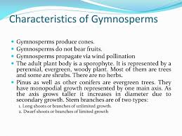 gymnos general characteristics