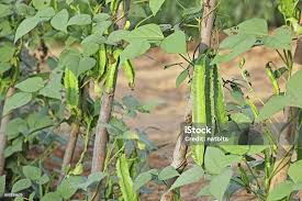 Image result for Psophocarpus