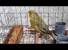 Florya Otusu Mest Edecek Turden Youtube