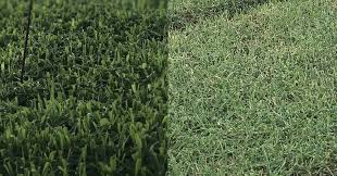 Check spelling or type a new query. Check Out These Close Ups To See The Difference In The Blades Of Our El Toro Zoysia And Our Zeon Zoysia Do You Prefer El Toro S Da Green Colour Close Up