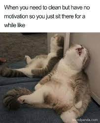 Cat avatar suit for every character to describe the moment. Funny Cleaning Washing Dishes Memes Funny Cat Memes Funny Animal Quotes Funny Animal Memes