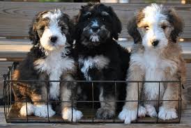 Black Bernese Mountain Dog Poodle Mix Beautiful Bernedoodle Pups For Adoption Bernedoodle Bernesemountaindog Bernese Doodle Poodle F1 Bernedoodle Puppy Bernese Mountain Dog Puppy Bernedoodle