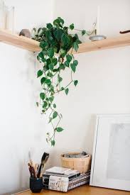 Quelle Plante Avoir Dans La Chambre Decoration Plantes Interieur Deco Plantes Interieur Accessoires De Decoration De Maison