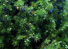 Gardenality.com lets you build virtual gardens, share your gardening pictures, rate gardens, take. How To Remove Juniper Bushes 2020 Tn Garden Center