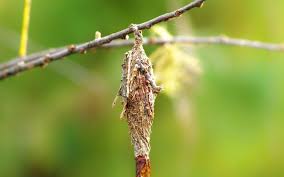 Once in its bag, a. How To Get Rid Of Bagworms Texas Tree Surgeons