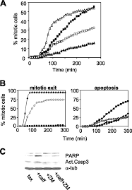 Mitotic cell division in plants is a dynamic process playing a key role in plant morphogenesis, growth, and development. Caffeine Promotes Apoptosis In Mitotic Spindle Checkpoint Arrested Cells Journal Of Biological Chemistry