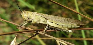 Shop all your favorite styles including nike, under armour, majestic, new era, 47 brand welcome to the official online store of the greensboro grasshoppers, the class a. How To Cut Your Lawn For Grasshoppers University Of Cambridge