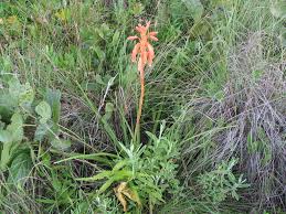 Image result for Aloe nuttii