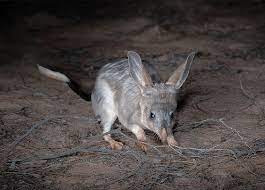 Australian native mammals not seen in new south wales for over 100 years will be reintroduced to the wild as part of a new program. Iconic Bilbies Return To New South Wales National Parks Awc Australian Wildlife Conservancy