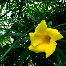 The leaves are oblong and rubbery and vines are medium in size. Cascabela Thevetia Yellow Oleander Bitti Yellow Flower In Terai Nepal License Download Or Print For 12 40 Photos Picfair