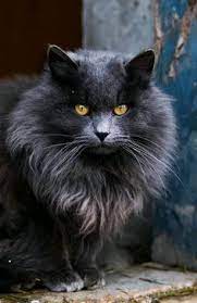 20 September 2017 Cats Ideas Cats Animals Chilliwack