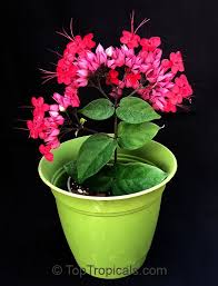 Image result for Clerodendrum
