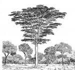 Image result for Albizia adianthifolia