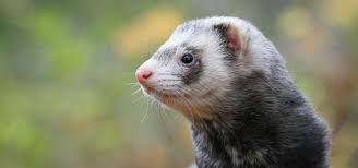 Baby ferret costs can differ from one place to another, depending mainly on where you buy them from. Looking After And Caring For A Ferret Exoticdirect