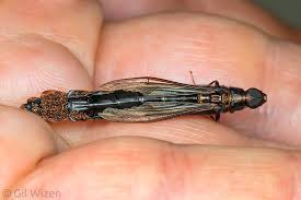 Image result for Gilgiochloa indurata