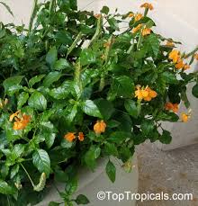 Image result for Crossandra pyrophila