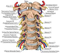 In addition, in this region we also find the major cranial and spinal nerves that connect the central nervous system to the organs, skin. Cervical Spine Anatomy Neck