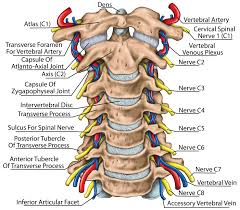 Guide to mastering the study of anatomy. Cervical Spine Anatomy Neck