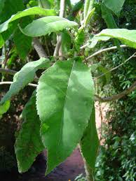 Image result for Vernonia myriantha