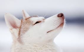 husky wallpaper full hd pictures