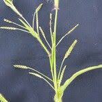 Image result for Hackelochloa granularis