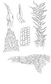 Image result for Tristicha trifaria