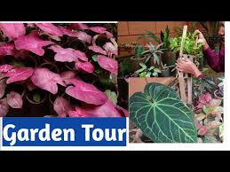 Where do you get your indoor plant pots? Low Light Indoor Plants In Malayalam Best Plants To Grow Indoor By Botanical Woman