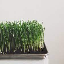 How To Grow Your Own Wheatgrass Make And Takes Wheat Grass Growing Wheat Grass Growing Herbs
