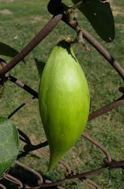 Image result for Volusia amboinensis