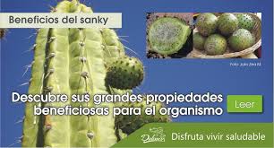 También puede pensar que el cactus no florecen y no tienen frutos. Sanky Beneficios Sorprendentes Propiedades Para La Salud Alimentacion Saludable Delimas
