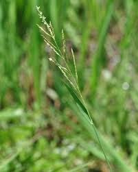 Image result for Blyxa hexandra