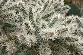 Apreciables compañeros de foro, el motivo de esta consulta es ver si alguno de ustedes ha intentado importar plantas de otros países. Cuantos Tipos De Cactus Hay Y Como Se Cuidan Jardineria On