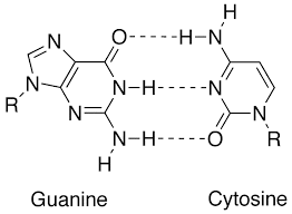 Nucleic acids exhibit specific nitrogenous base pairing within their structures. Complementarity Molecular Biology Wikipedia