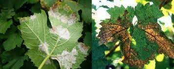 The disease has been reported from the american continent, europe, africa, australia and asia. Grapes Diseases And Symptoms Vikaspedia