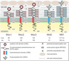 We did not find results for: Up Against The Wall Is Yeast Cell Wall Integrity Ensured By Mechanosensing In Plasma Membrane Microdomains Applied And Environmental Microbiology