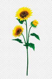Bunga matahari vektor hd png download 800x600 1607199 pngfind from www.pngfind.com berkas logo matahari png wikipedia bahasa indonesia from id.wikipedia.org small flower bouquet delivery gambar desain bunga matahari hd from www.pngitem.com Bunga Matahari Bunga Matahari Matahari Png Pngegg